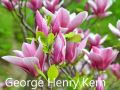 Магнолия - Magnolia НАЛИЧНИ 14 ВИДА Студоустoйчиви, снимка 1 - Градински цветя и растения - 33512293