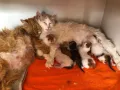 Домашни Полу-Ангорски Котенца + Доставка 60лв, снимка 13