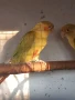 Продавам папагали. , снимка 7
