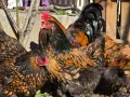 Продавам разплодни яйца от Златно кантирана Брама/Gold Laced Brahma, снимка 12