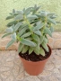 Красула Тенелли - Crassula mesembryanthemoides 'Tenelli  , снимка 4