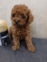 Той пудел toy poodle, снимка 4