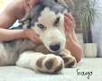 Продавам кученца Хъски 🐾, снимка 6