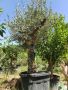 Маслиново дърво за перфектният декор на вашата градина!!!, снимка 12