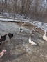 Гъски и пуйки, снимка 3