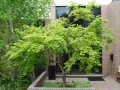 Японски клен, Acer Palmatum 'Beni Kawa' / Coral Barl Maple, снимка 1