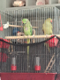 Двойка папагали малък Александър Намаление за месеца!, снимка 7