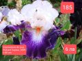 Ириси за продажба -1, снимка 1 - Градински цветя и растения - 45526729