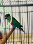 Папагал Пурура Молина , снимка 6