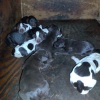 Продавам малки кученца Дратхаар , снимка 1 - Дратхаар - 45572060