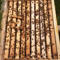 Пчелни семейства с кошерите , снимка 3 - За пчели - 45354414