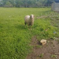Шилита , снимка 5 - Овце - 45542078