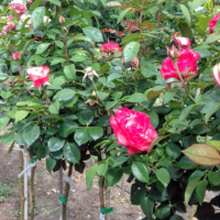 Щамбови рози, цветово разнообразие., снимка 9 - Градински цветя и растения - 44639785