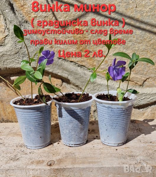 Красота в градината и на балкона, снимка 1