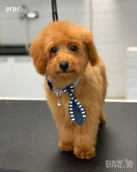 Мъжки Мини Пудел за разплод на 3г и 3м, снимка 1