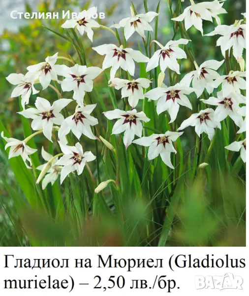 Гладиол на Мюриел (Gladiolus murielae) – грудки, снимка 1