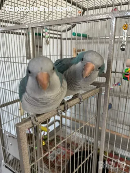 Папагали Монах - Ръчно хранени, снимка 1