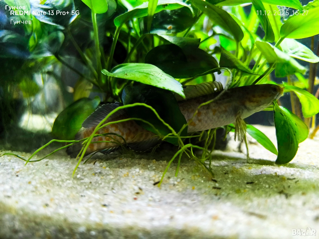 Продавам 3 броя змиеглави , снимка 1