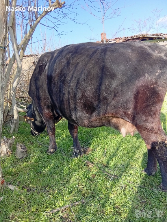 Стелна крава в 9мс , снимка 1