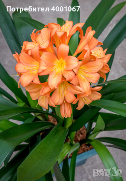 семена от екзотично растение   с красиви оранжеви цветове​, снимка 1
