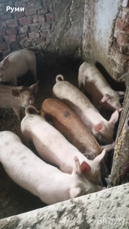Продавам прасенца, снимка 1