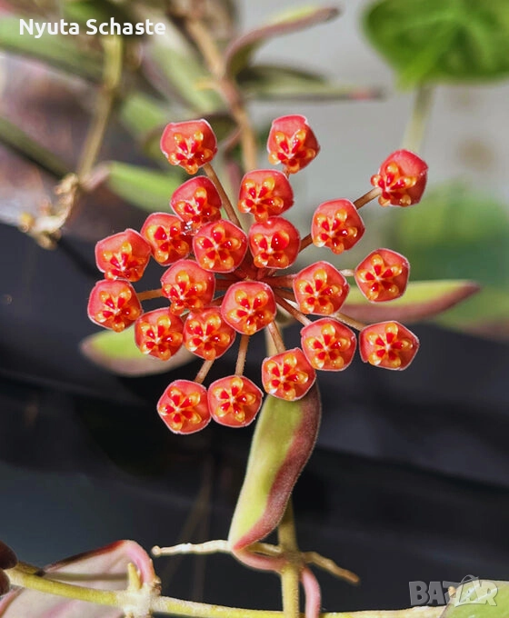 Hoya burtoniae variegata DS 70 , снимка 1