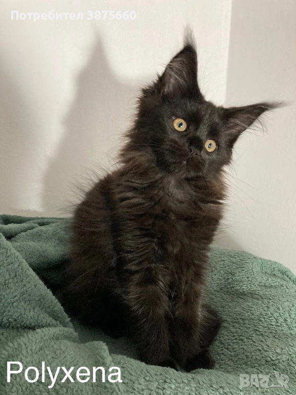 Мейн-куун котенца, снимка 1