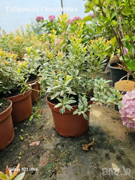 Японски пиерис , снимка 1