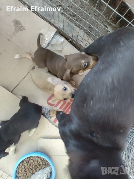  Пинчери чисти, снимка 1