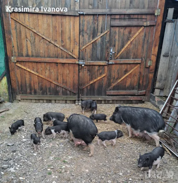 Продавам , снимка 1