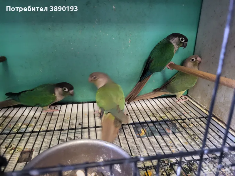 Двойка пирура, снимка 1