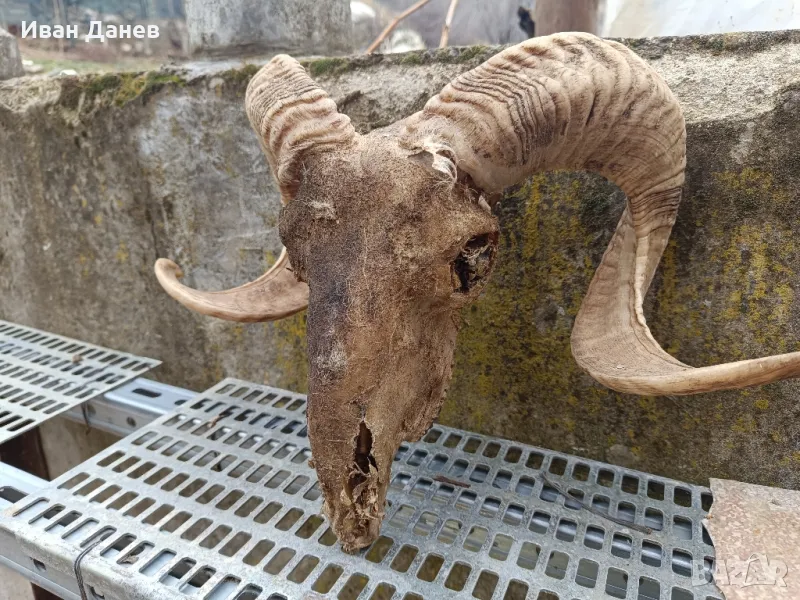 Продавам рога от елен и Коч, снимка 1