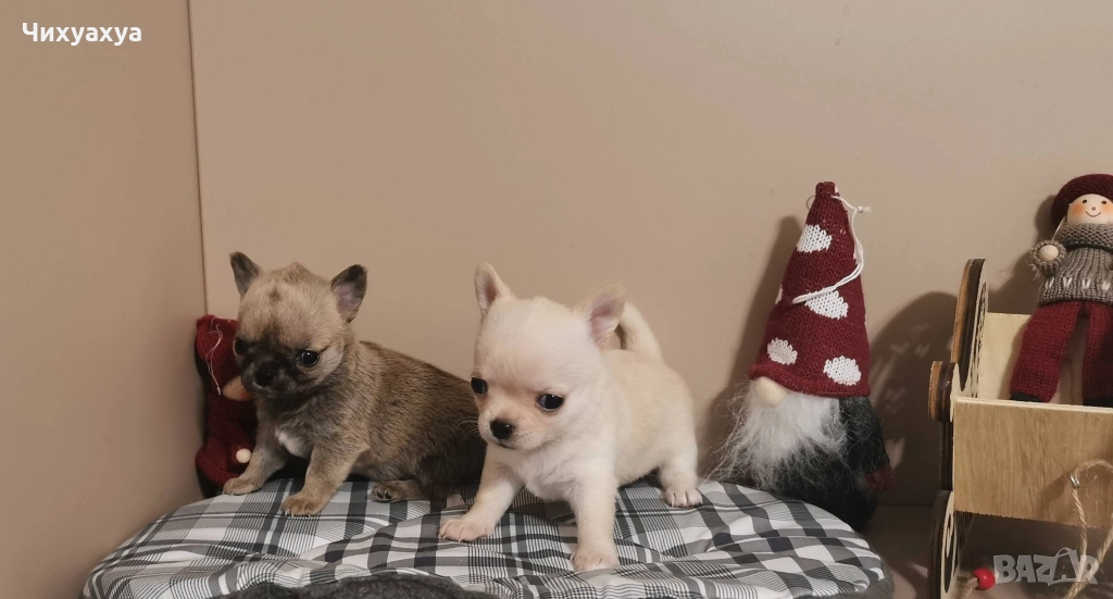 Чихуахуа мъжки и женски, снимка 1