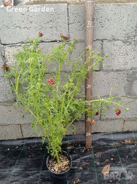 Харизантема - Карината, снимка 1