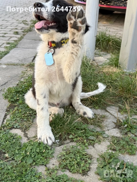 Българско Овчарско куче, снимка 1