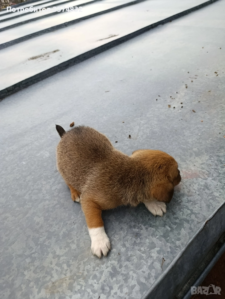 продавам малки кученца, снимка 1