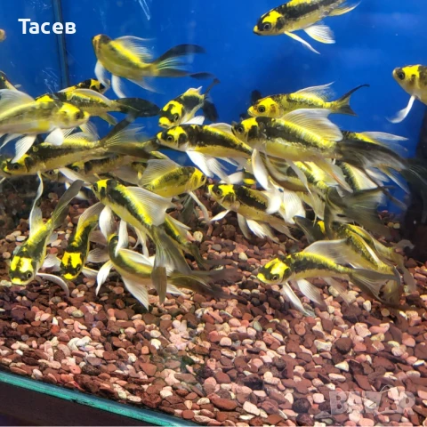 Кои мая бътерфлай 15-17см