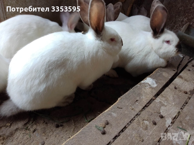 пуйчета и зайци, снимка 6 - Други - 54219142