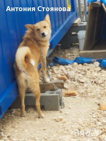 Ловджийско куче -Сибирска лайка 