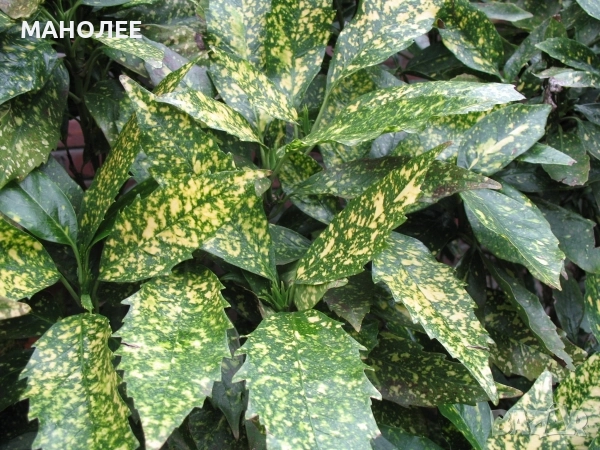 Японска аукуба