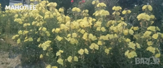 Вечерна иглика, снимка 2 - Градински цветя и растения - 52167114