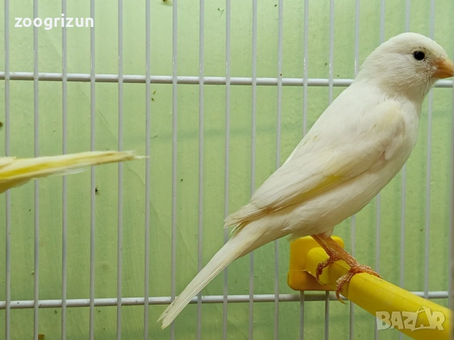 Канарчета две женски едно мъжко, снимка 2 - Канари - 53958320