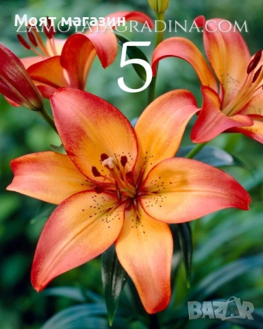 Лилиум пет вида, снимка 5 - Градински цветя и растения - 53646101