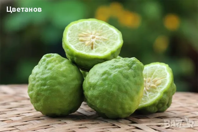 Бергамот, снимка 3 - Стайни растения - 49736642