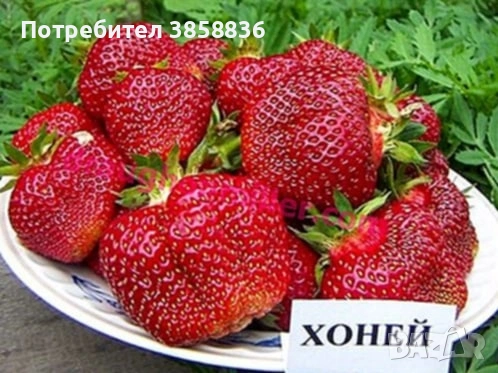 продавам расад ягоди и малини, снимка 7 - Разсади - 53695172