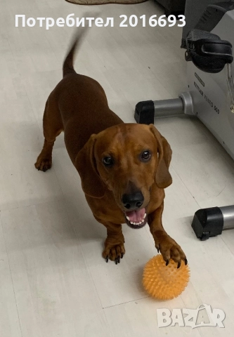 Мъжки дакел Майк си търси женски дакел за разплод., снимка 11 - Дакели - 48446225