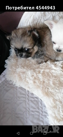 Малки чихуанчета , снимка 9 - Чихуахуа - 53402445