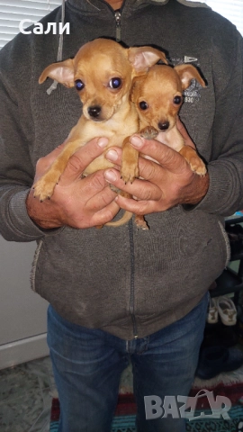 Продавам чихуахуа, снимка 3 - Чихуахуа - 52750072