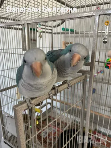 Папагали Монах - Ръчно хранени, снимка 1