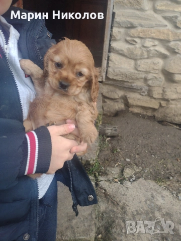  Американски кокер шпаньол , снимка 4 - Кокер шпаньол - 52322571